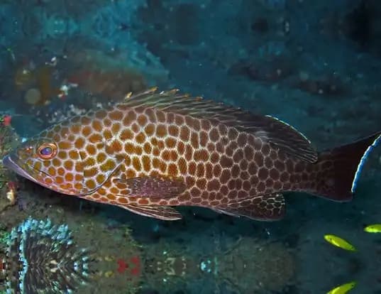 Areolate Grouper