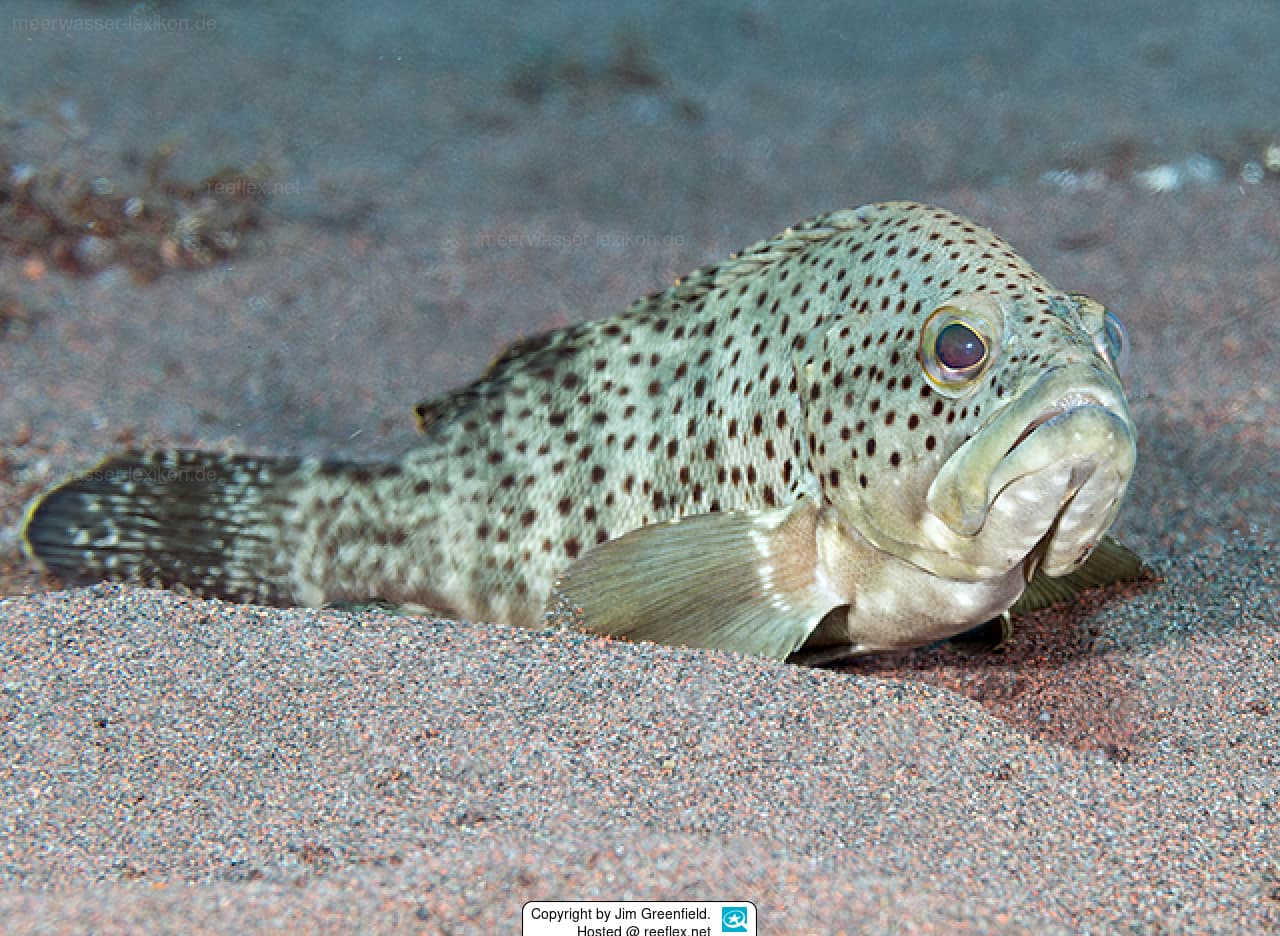 Duskytail Grouper