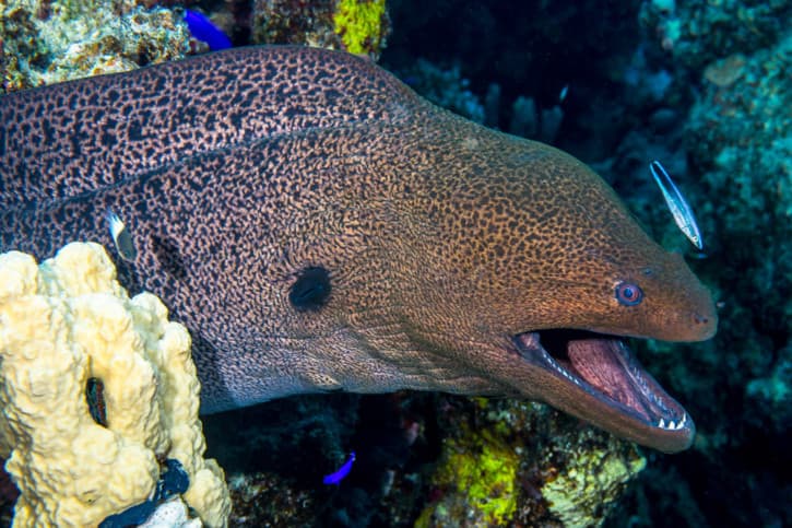 Giant Moray