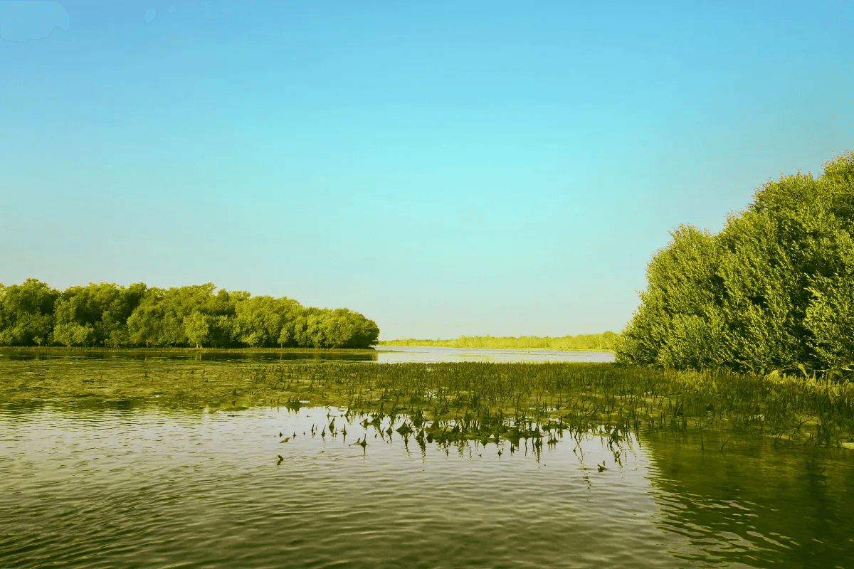 UAE mangrove ecosystem