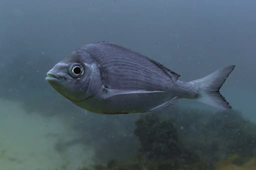 Black Seabream (Safi Bream)