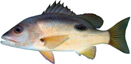 One-spot Snapper
