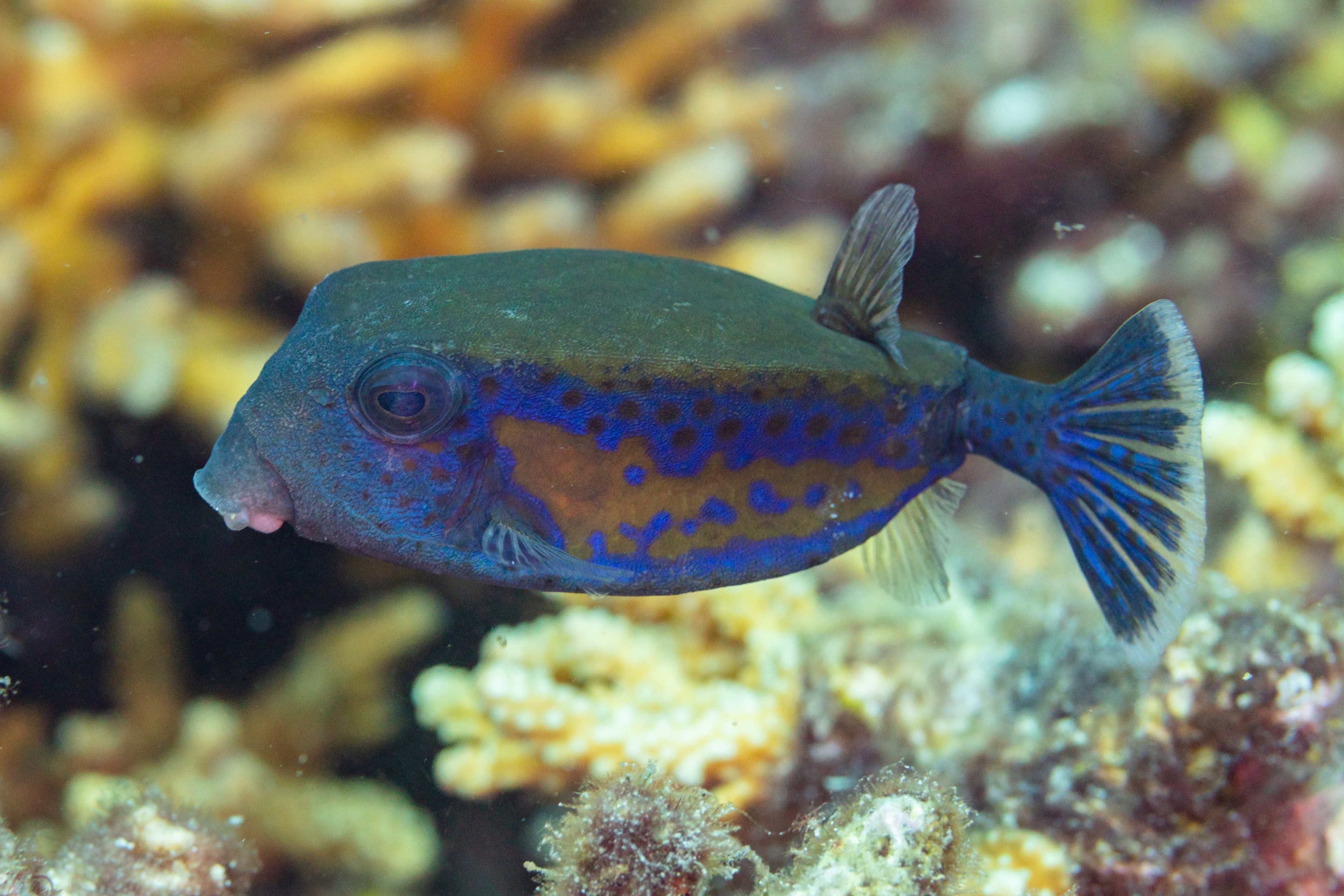 Blue-spotted Boxfish