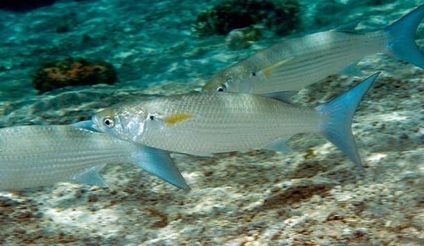 Bluespot Mullet