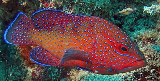 Blue-spotted Grouper