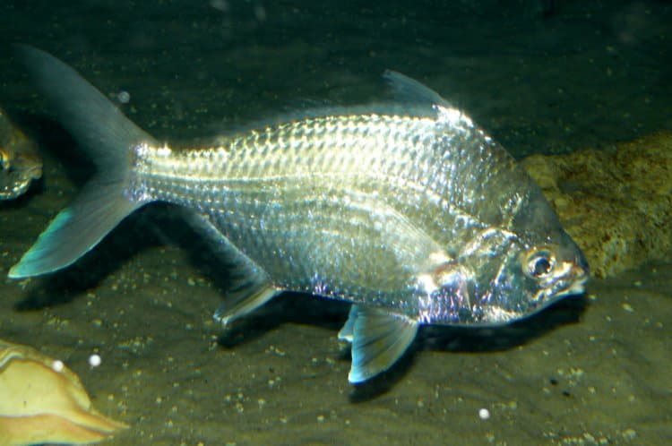Common Mojarra