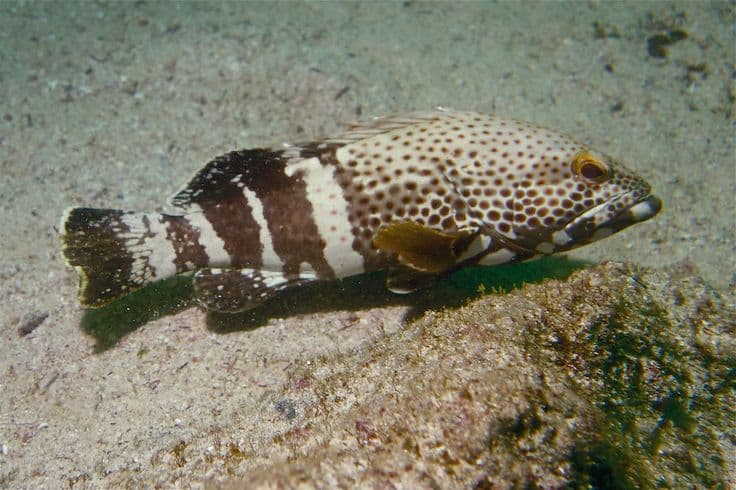 Epaulet Grouper