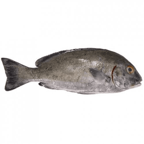 Streaked Spinefoot (Rabbitfish)