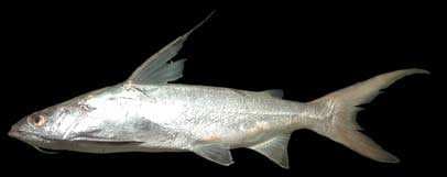 Giant Catfish