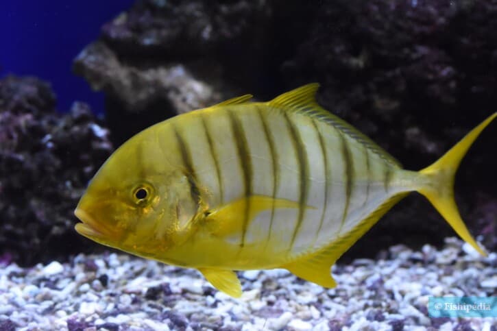 Golden Trevally