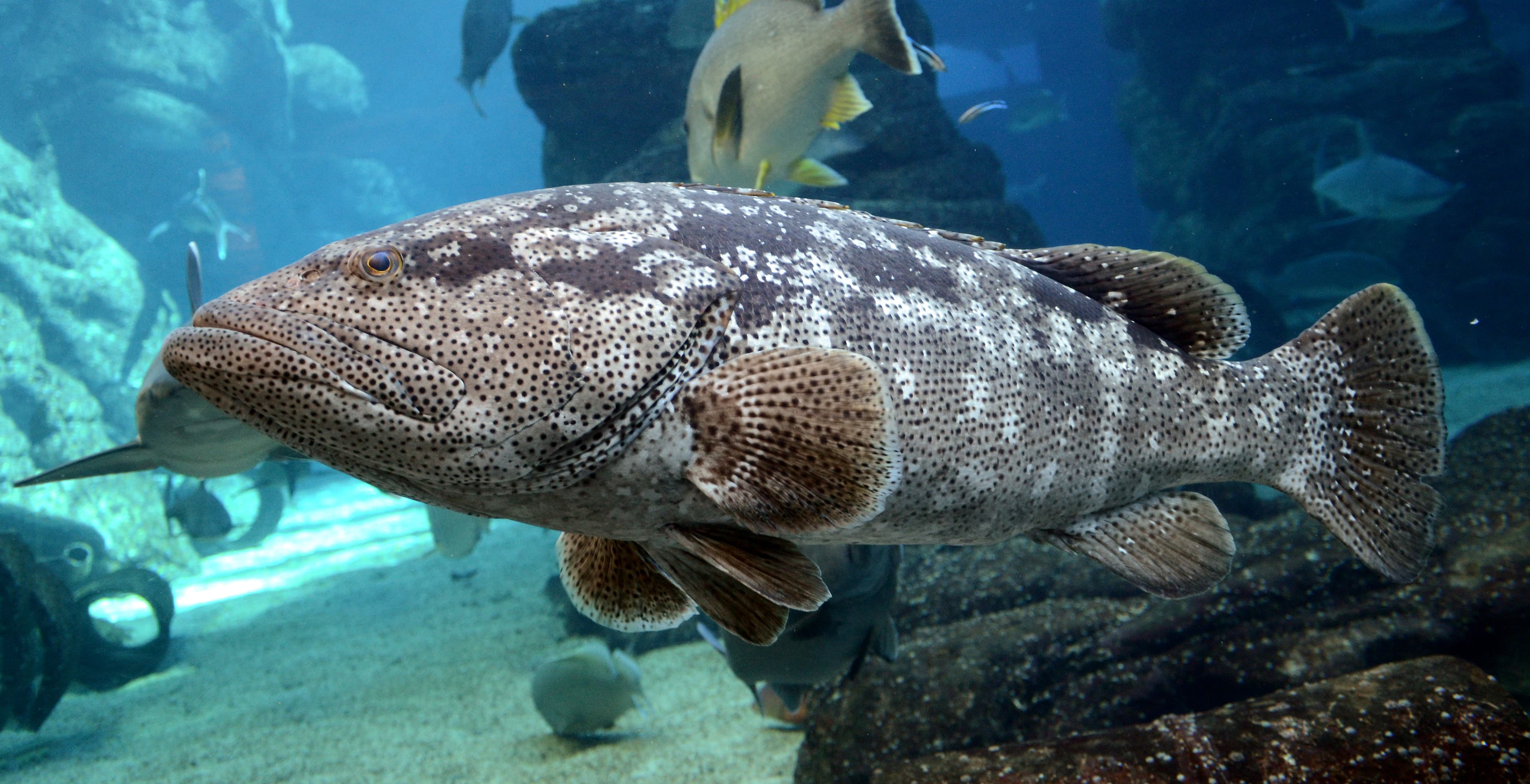 Greasy Grouper