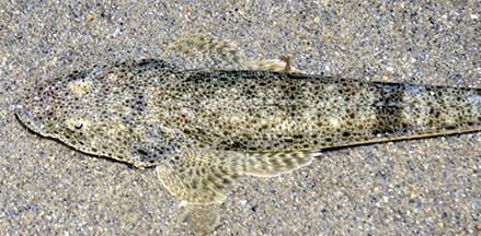 Indian Flathead