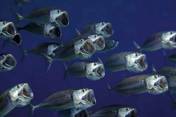 Indian Mackerel