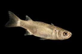 Large-scale Mullet