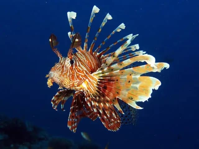 Lionfish (Dick Al Bahr)