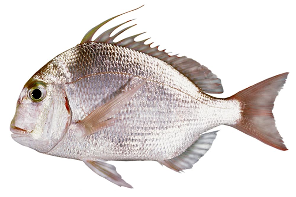 Long-finned Sea Bream