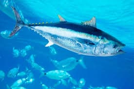 Longtail Tuna