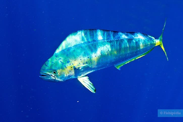 Mahi-Mahi (Dolphinfish)