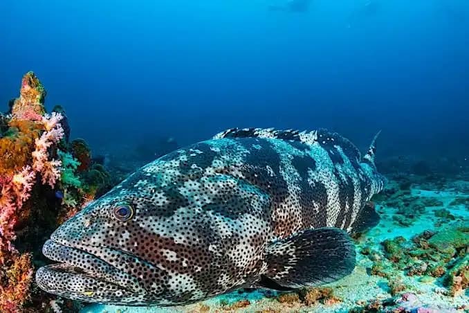Malabar Grouper