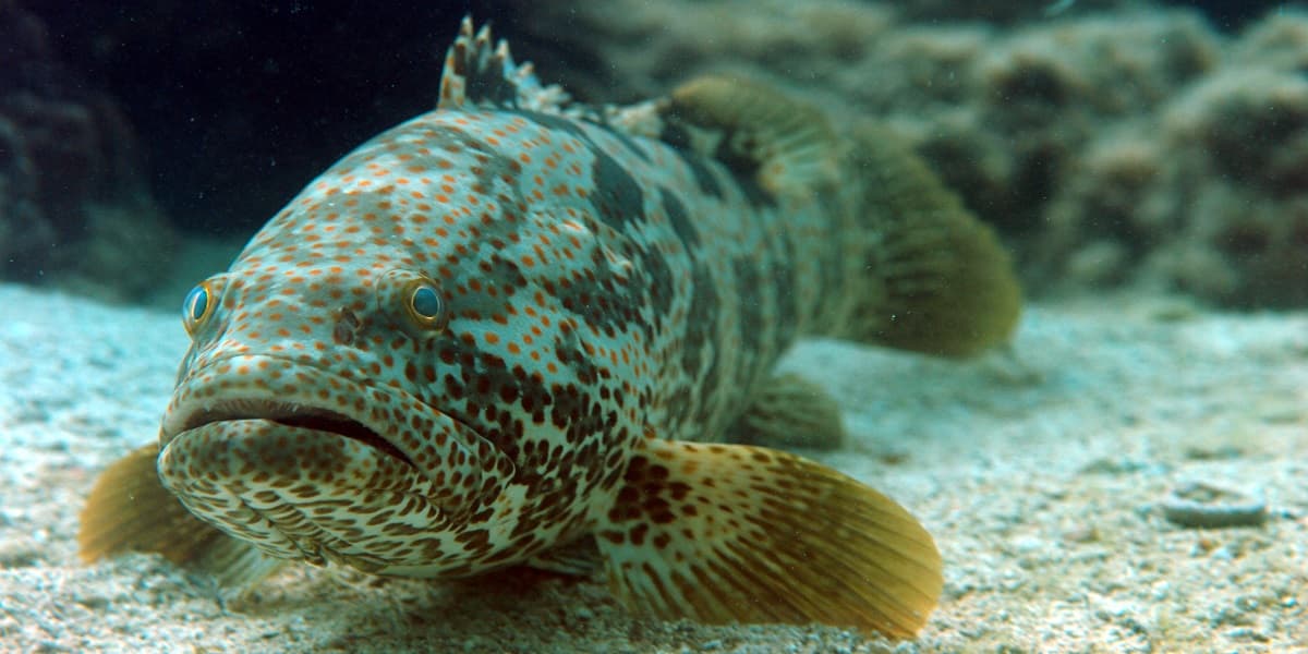 Hammour (Orange-spotted Grouper)