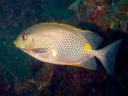 Orange-spotted Spinefoot (Rabbitfish)