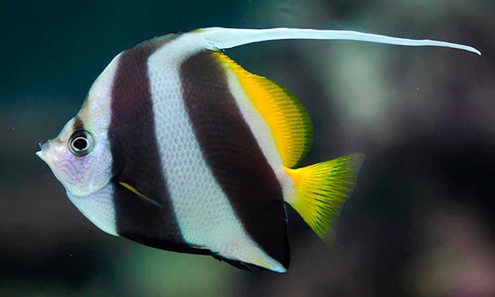 Pennant Coralfish