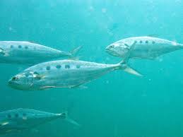 Queenfish