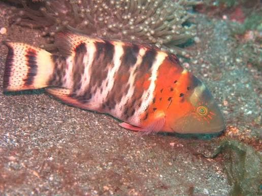Red-breasted Wrasse