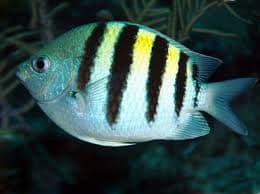 Sergeant Major Damselfish