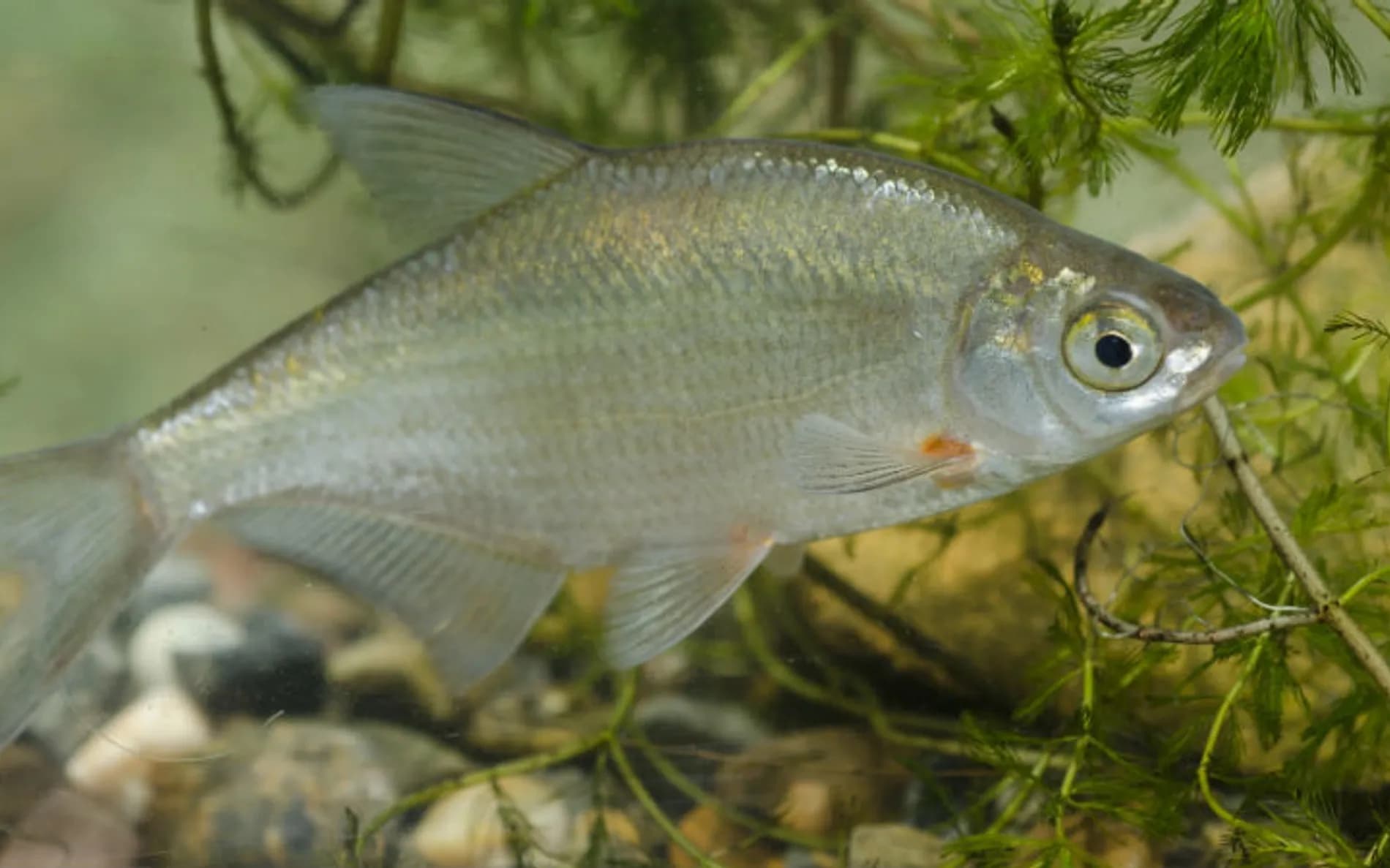 Silver Bream