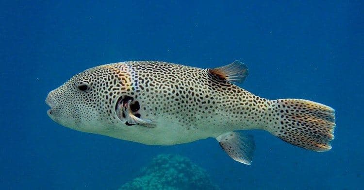 Starry Blowfish