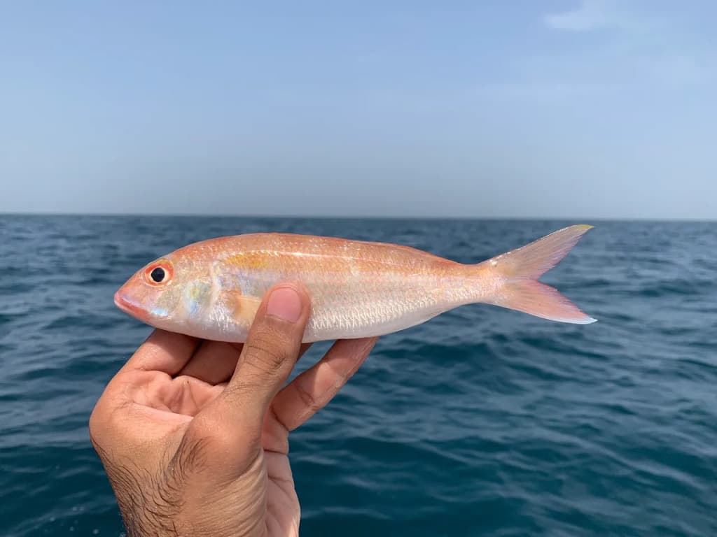 Sultan Ibrahim (Threadfin Bream)
