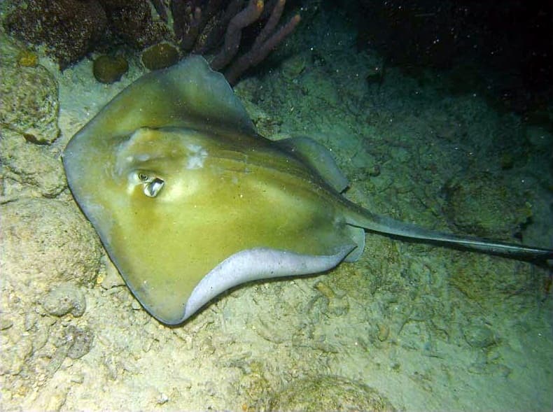 Whiptail Stingray