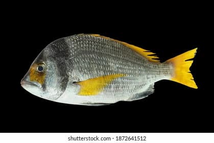 Yellowfin Seabream