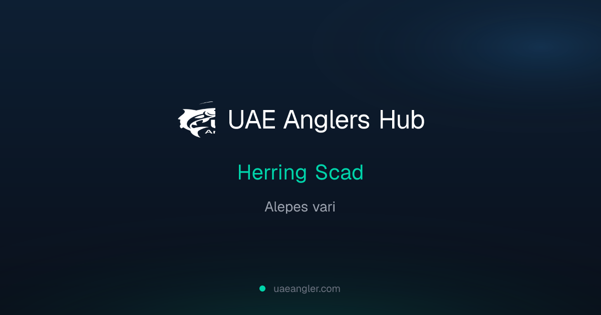 Herring Scad (Alepes vari) — UAE Fish Species | UAE Anglers Hub