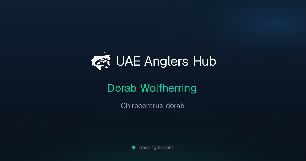 Dorab Wolfherring (Chirocentrus dorab) — UAE Fish Species | UAE Anglers Hub