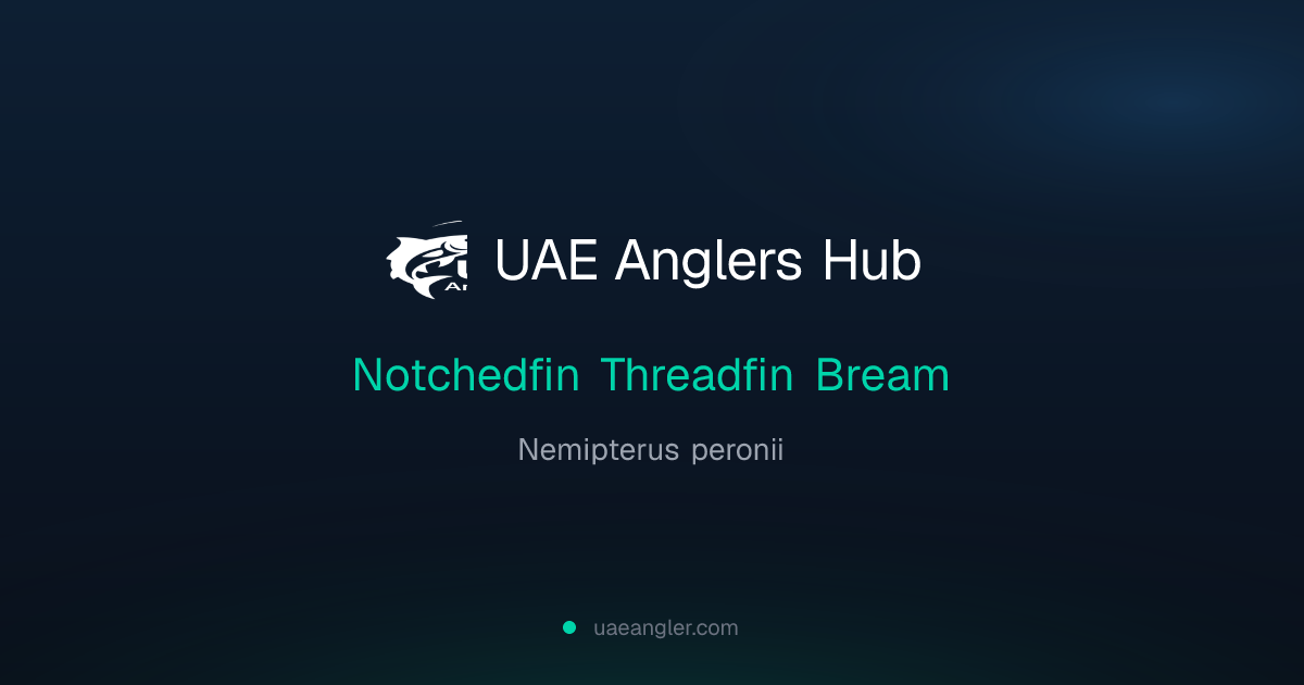Notchedfin Threadfin Bream (Nemipterus peronii) — UAE Fish Species ...