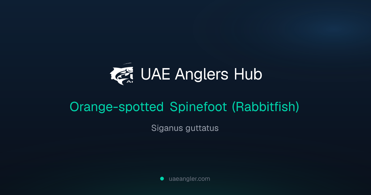 Orange-spotted Spinefoot (Rabbitfish) (Siganus guttatus) — UAE Fish ...